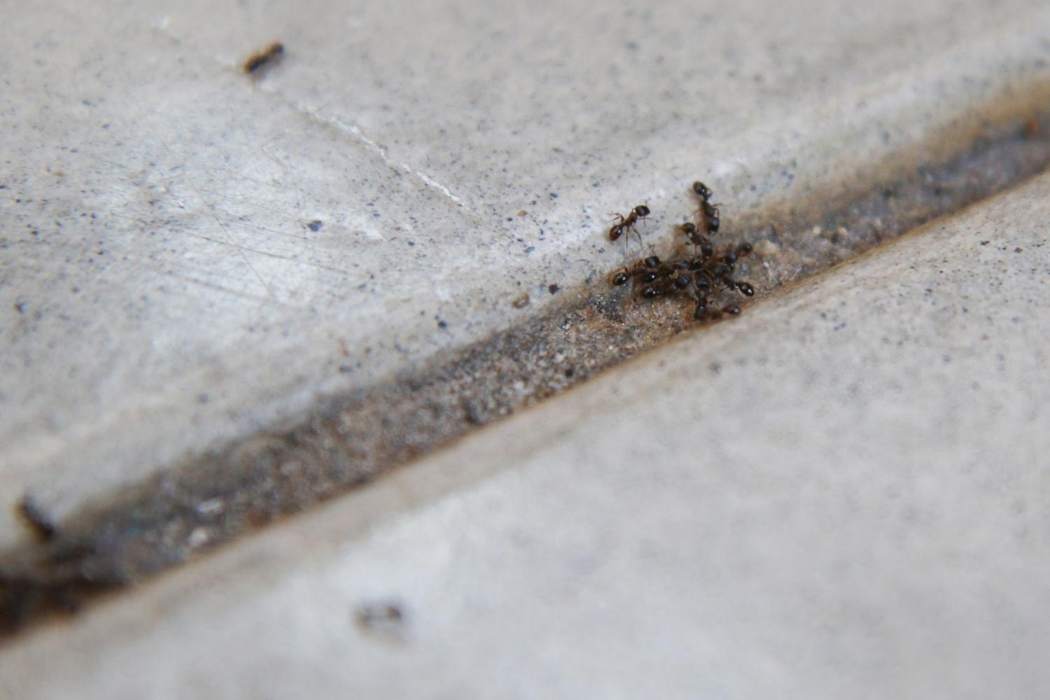 A group of ants patrolling the floor for food remains.