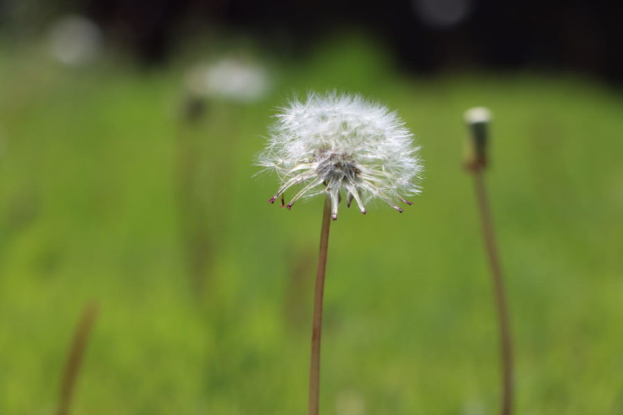 A dandelion in the grass of the MTHS campus.